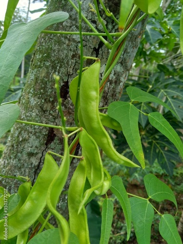 Lablab purpureus (bonavist or pea, dolichos, seim, lablab bean) with a natural background. Lablab purpureus is a species of bean in the family Fabaceae photo