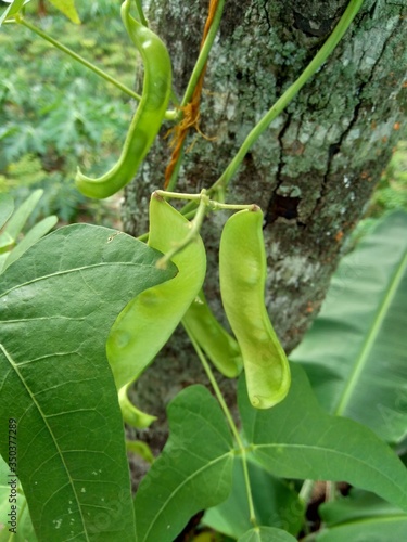 Lablab purpureus (bonavist or pea, dolichos, seim, lablab bean) with a natural background. Lablab purpureus is a species of bean in the family Fabaceae photo