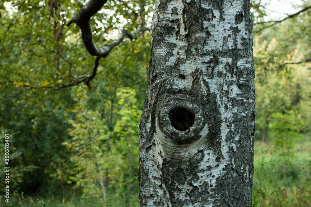 Fototapeta premium Tree, hollow on a tree, green foliage.