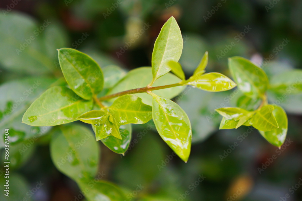 Obraz premium green leaves on a branch