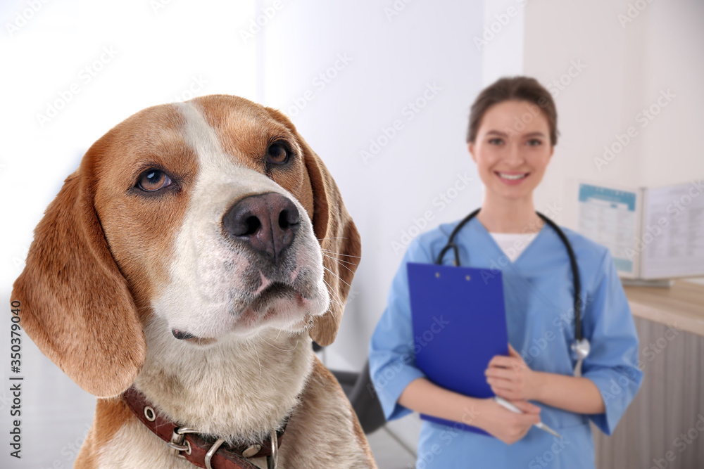 Cute Beagle dog and young veterinarian in office