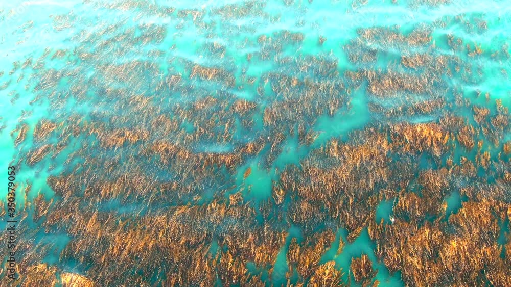 Top view of seaweed floating on the ocean surface - nice color grade 4k aerial shot