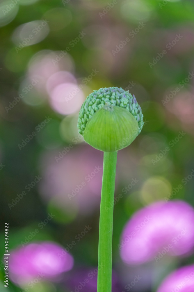 ZierlauchKnospe (Allium sp.) vor bunten Blumenbeet ZierlauchKnospe (Allium sp.) vor bunten Blumenbeet
