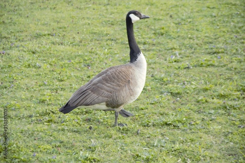 Goose on the loose 