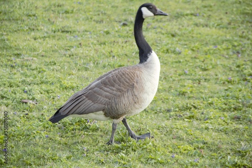 canadian goose on the grass