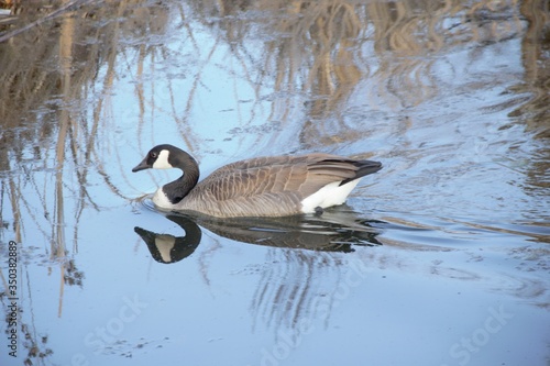 goose in the water
