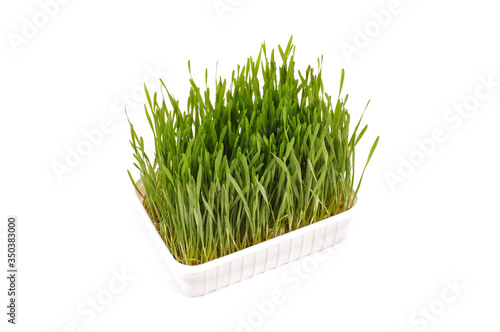 Wheatgrass isolated on the white background