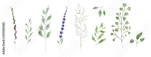 Set of plants hand drawn Watercolor. Collection with green leaves, red, blue flowers, Lavender, Eucalyptus, Laurel. Autumn, summer and spring seasons.