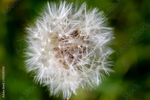 Closeup of Dandelion Clock from Above