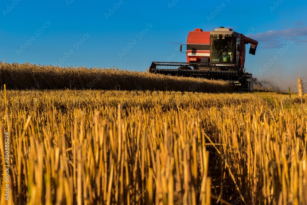 Obraz premium Agriculture Crop Harvesting