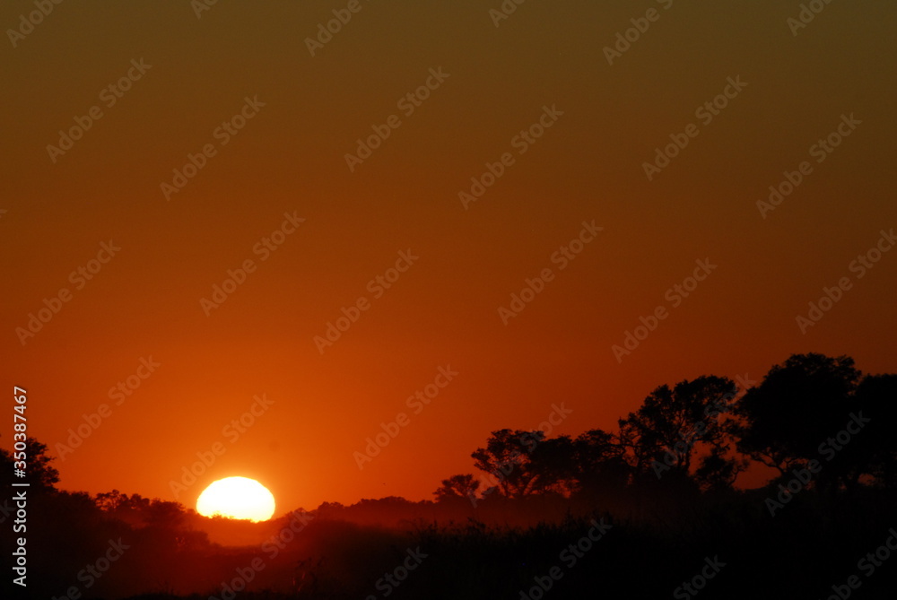 atardecer y arbol algarrobo