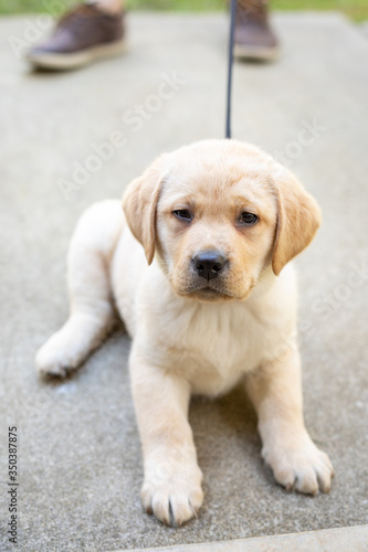 Portrait of a yellow Labrador Retriever puppy