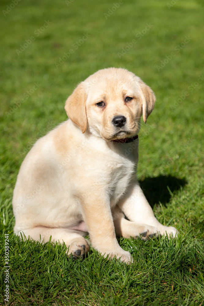 Yellow Labrador Retriever puppy sitting on a green lawn