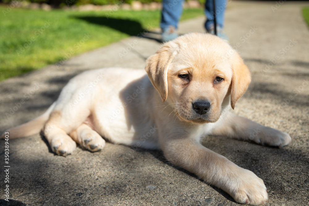 Curious Labrador Retriever puppy laying on a sidewalk Curious Labrador Retriever puppy laying on a sidewalk