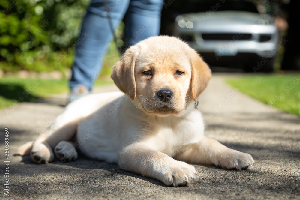 Yellow Labrador Retriever puppy laying on a sidewalk, with owner standing in the blurry background Yellow Labrador Retriever puppy laying on a sidewalk, with owner standing in the blurry background