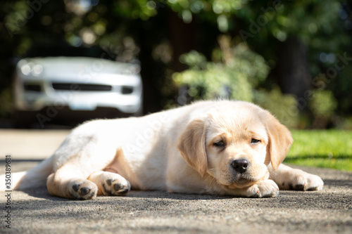 Sleepy Labrador Retriever puppy laying in a front yard, with space for text