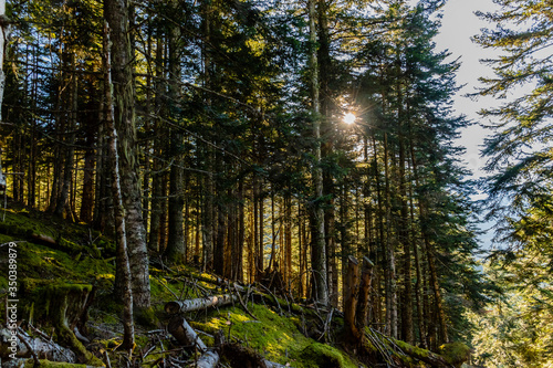 Warm sunlight breaking through the tall forest pines in the Pyrenees mountains  Hautes-Pyrenees  France 