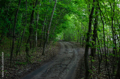 Dirt road in a dense green forest