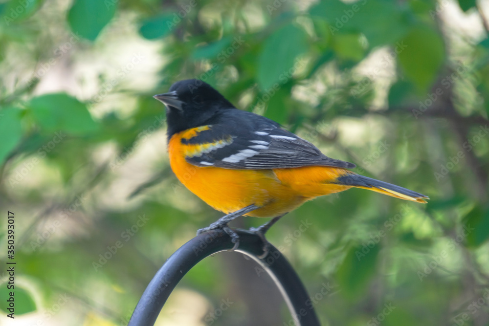 Fototapeta premium Male Baltimore Oriole perched on a shepards hook. Spring plummage. Background blurred.