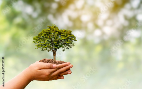 Trees grown in human hands, including natural green backgrounds, forest conservation, and environmental concepts.