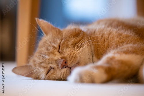 Red cat lying sleeping on the floor