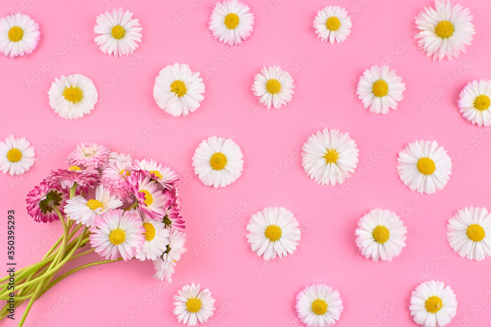 Obraz premium Daisy flowers pattern. Stylish flat lay with chamomile bouquet on pink background.