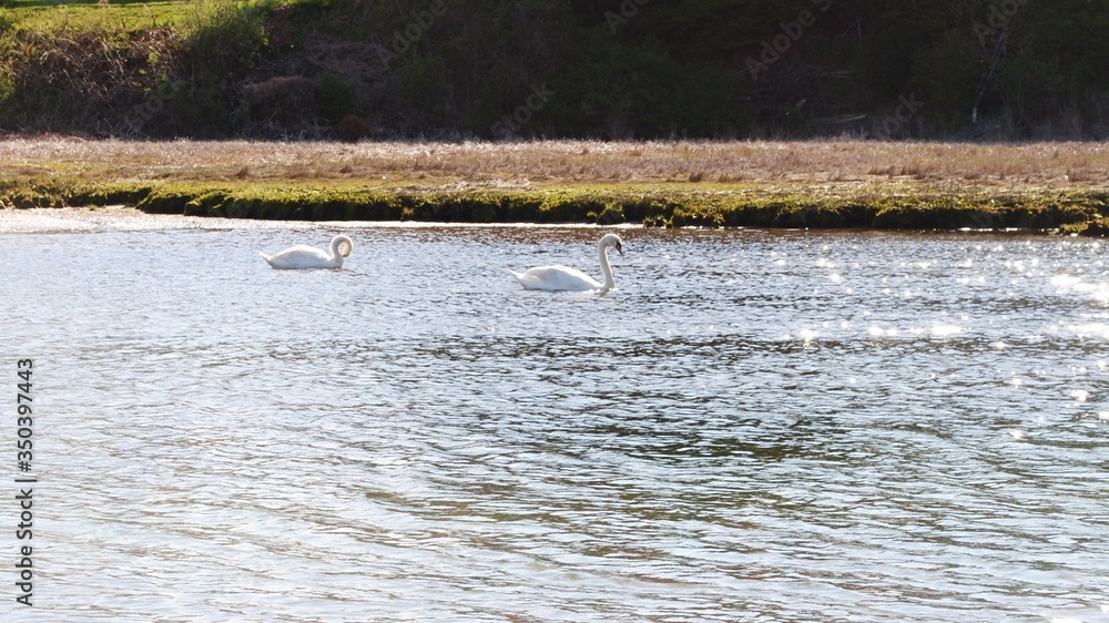 Flock of white swans roosting, swimming, and foraging along the marsh banks and in the bay on a summer afternoon Flock of white swans roosting, swimming, and foraging along the marsh banks and in the bay on a summer afternoon