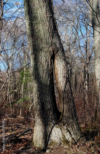 Tree trunk that had grown apart and back together, forming a space in the middle