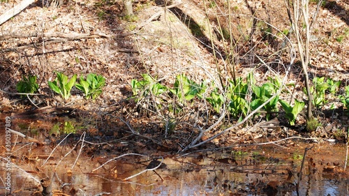 Newly bloomed skunk cabbage along the riverbank on a sunny spring day
