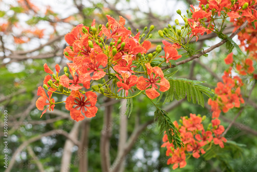 Blossom Royal Poinciana or Flamboyant (Delonix regia) flowers Blossom Royal Poinciana or Flamboyant (Delonix regia) flowers