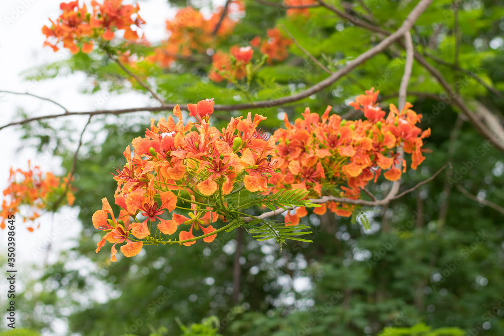 Blossom Royal Poinciana or Flamboyant (Delonix regia) flowers