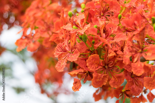 Blossom Royal Poinciana or Flamboyant (Delonix regia) flowers