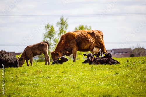 A herd of black and brown cows with young calves resting in the fields in Spring time, Glen Mavis, Scotland, UK