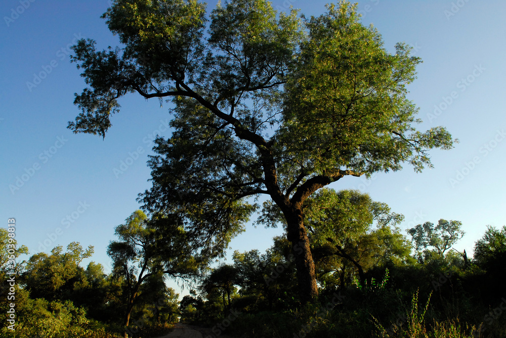 Obraz premium arbol quebracho colorado