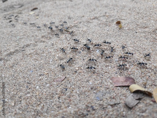 Ants going to Home