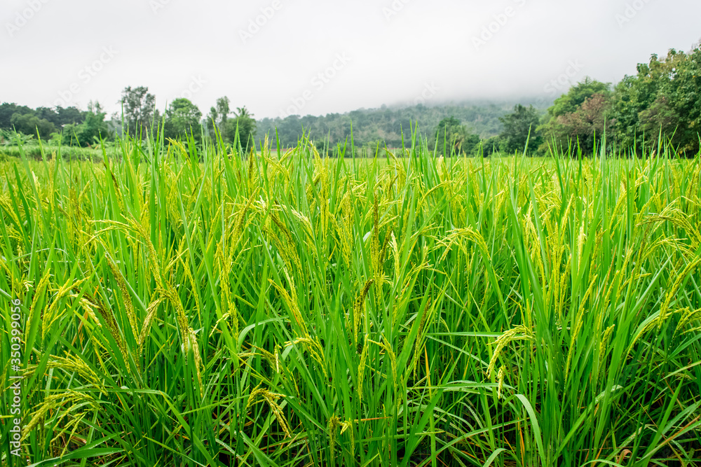 Rice fields, mountains and fog background Rice fields, mountains and fog background