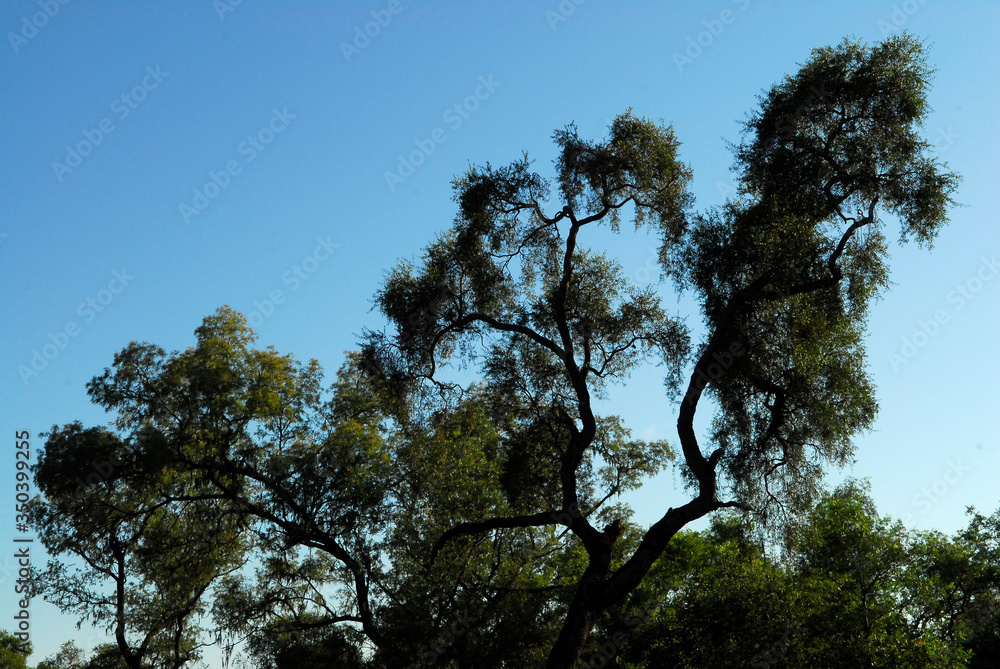 Fototapeta premium arbol quebracho colorado