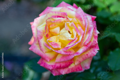 Closeup of a pink and yellow rose
