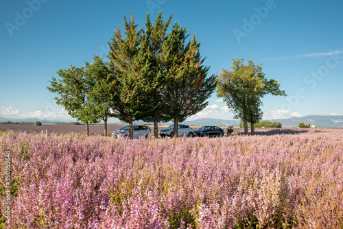 Wallpaper Mural Three cars under three trees and lavender in daylight Torontodigital.ca
