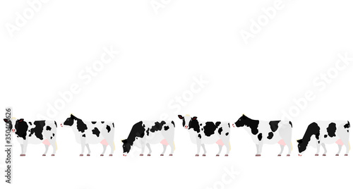 Holstein Friesian cattle in a row