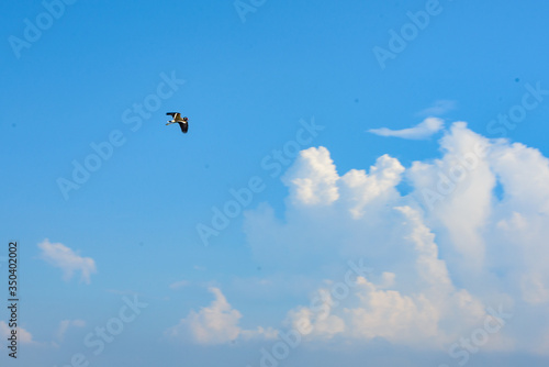 Sky, birds, flower tree, bright sky day