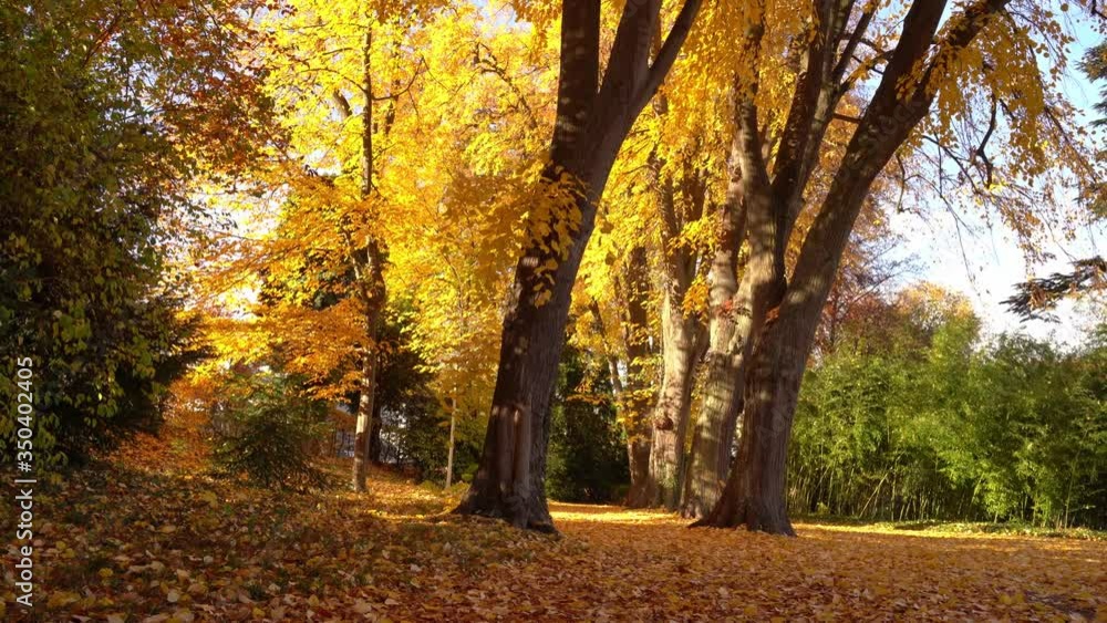 Forest scene in autumn with yellow leaves on the ground Forest scene in autumn with yellow leaves on the ground