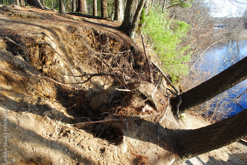 Exposed tree root systems due to erosion and weathering along river