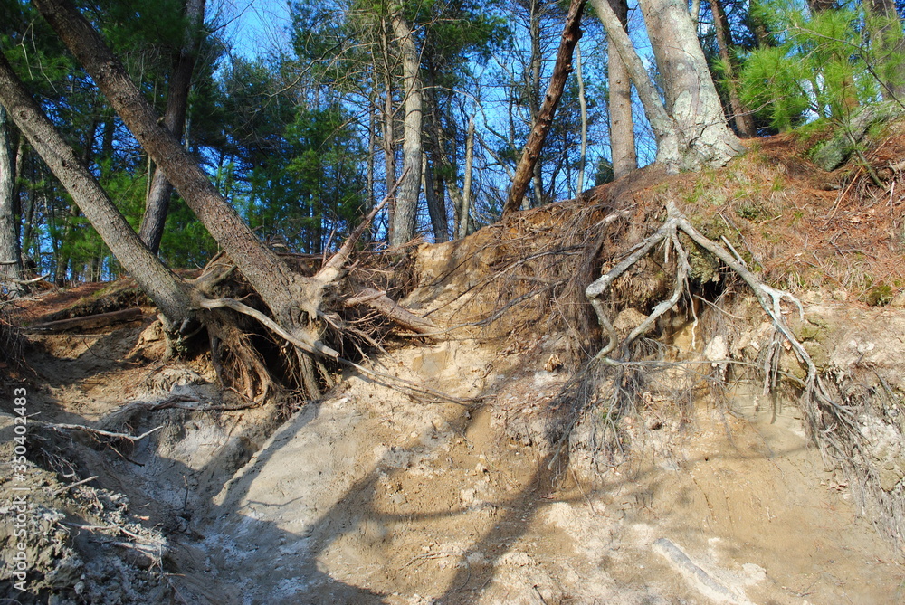 Exposed tree root systems due to erosion and weathering along river bank. Exposed tree root systems due to erosion and weathering along river bank.