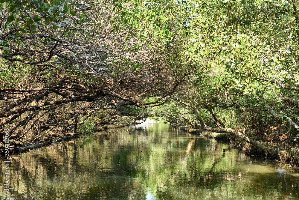 Sicao Mangrove Green Tunnel, also known as Taiwan’s own modest version of the Amazon River. Sicao Mangrove Green Tunnel, also known as Taiwan’s own modest version of the Amazon River.