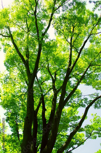 公園の新緑の欅と青空