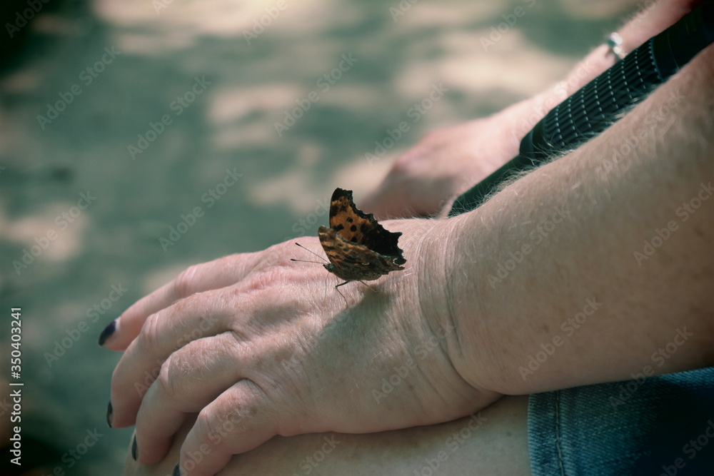 Butterfly on Hand