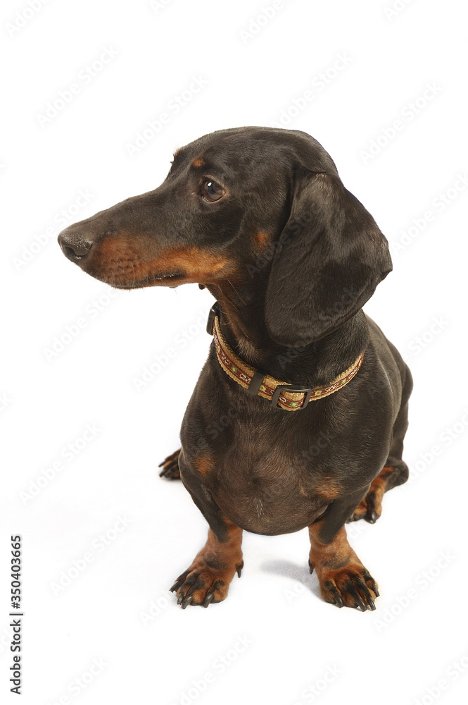 A black Dachshund sitting down A black Dachshund sitting down