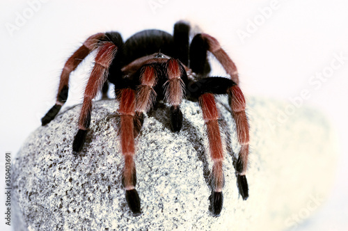 A black and red spider crawling on a stone