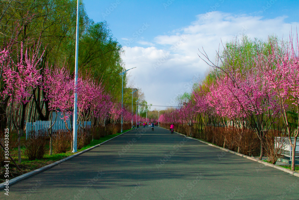 A path in Spring with pink flower blossom